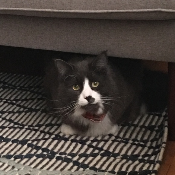 Meet your Posher, Kasi - Picture 9 of 10